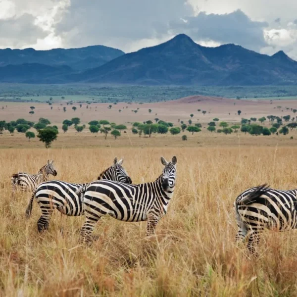Kidepo Valley National Park