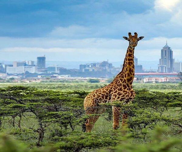 Nairobi National Park