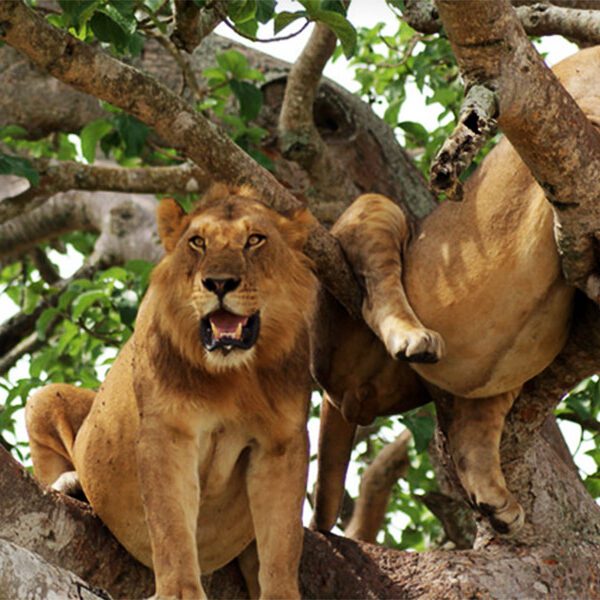 Queen Elizabeth National Park
