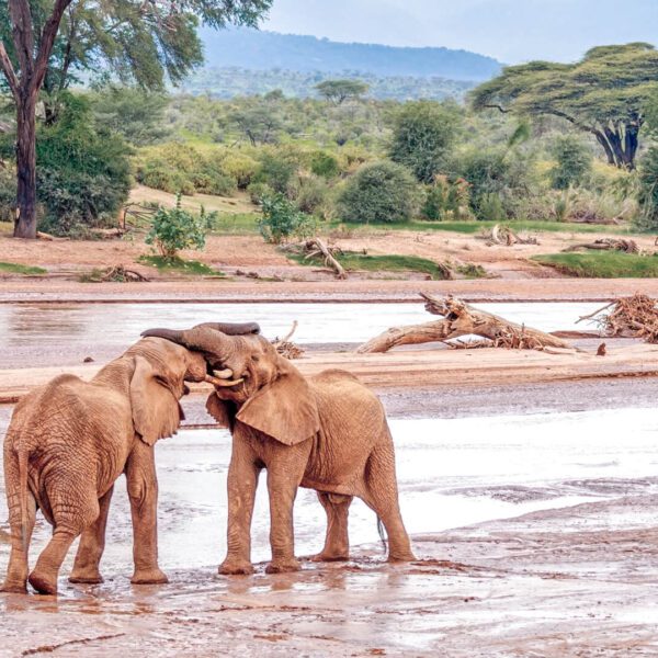 Samburu National Reserve