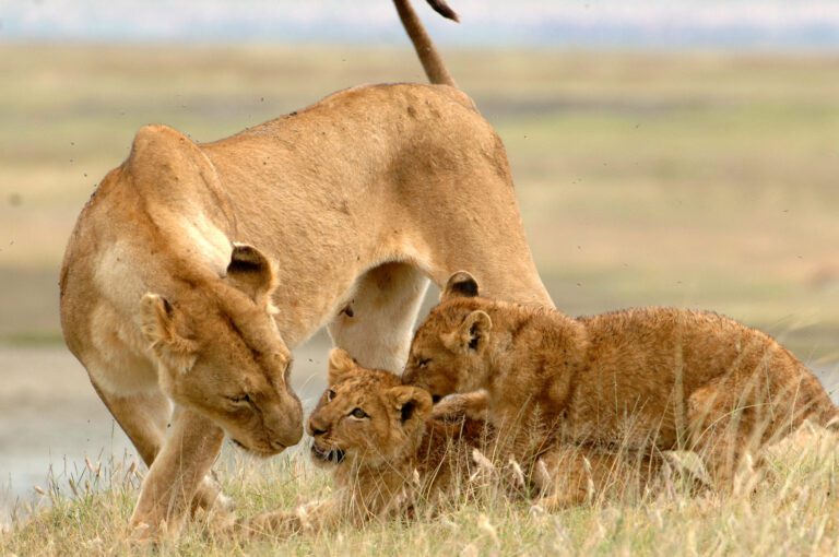 Tanzania Tours & Safaris