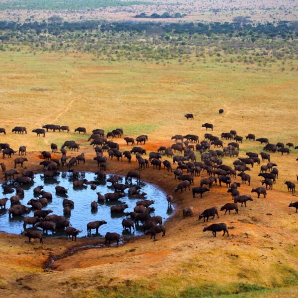 Tsavo West National Park