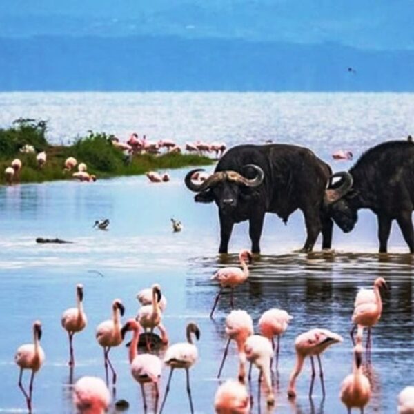 Lake Nakuru National Park