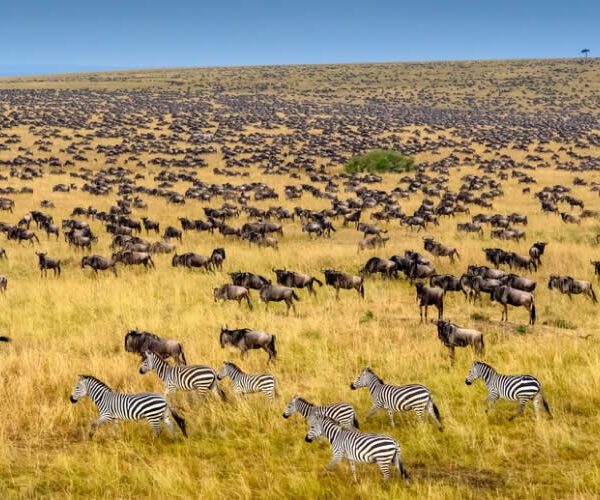 Maasai Mara National Reserve