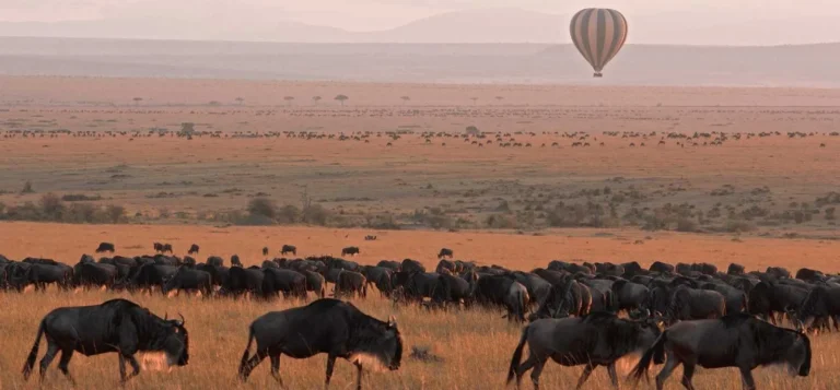 Kenya Safaris