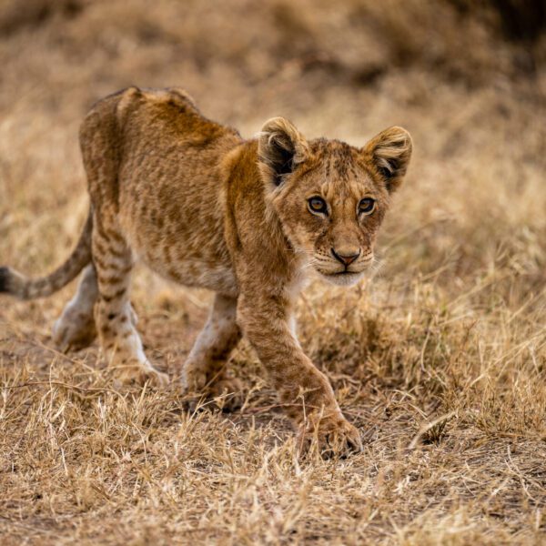 1 Night 2 Days    Lake Manyara National Park & Ngorongoro Conservation Area