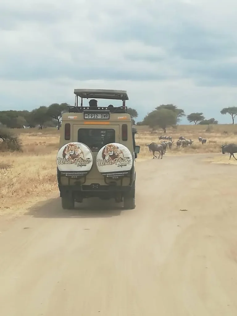 Wildlife You’ll See on a Tanzania Safari: Guide for First-Time Visitors