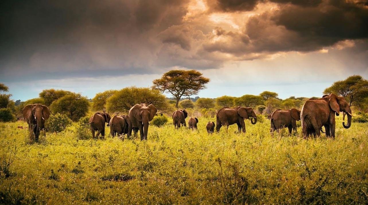 Why U.S. Photographers Love Tanzania: Best Spots for Wildlife Shots