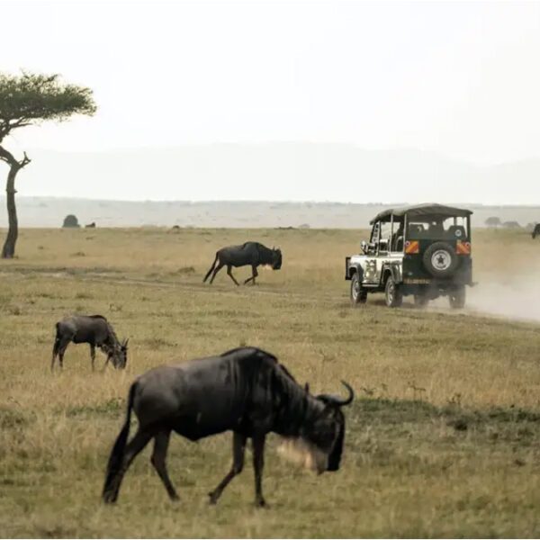 2 Nights / 3 Days  Lake Manyara National Park, Ngorongoro Conservation Area & Tarangire National Park