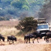 11 Nights / 12 Days Arusha, Lake Manyara National Park, Ngorongoro Conservation Area, Serengeti National Park & Zanzibar