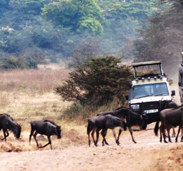 11 Nights / 12 Days Arusha, Lake Manyara National Park, Ngorongoro Conservation Area, Serengeti National Park & Zanzibar