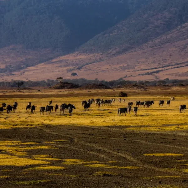 11 Nights / 12 Days Arusha, Lake Manyara National Park, Ngorongoro Conservation Area, Serengeti National Park & Zanzibar