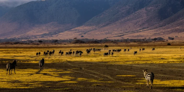 11 Nights / 12 Days Arusha, Lake Manyara National Park, Ngorongoro Conservation Area, Serengeti National Park & Zanzibar