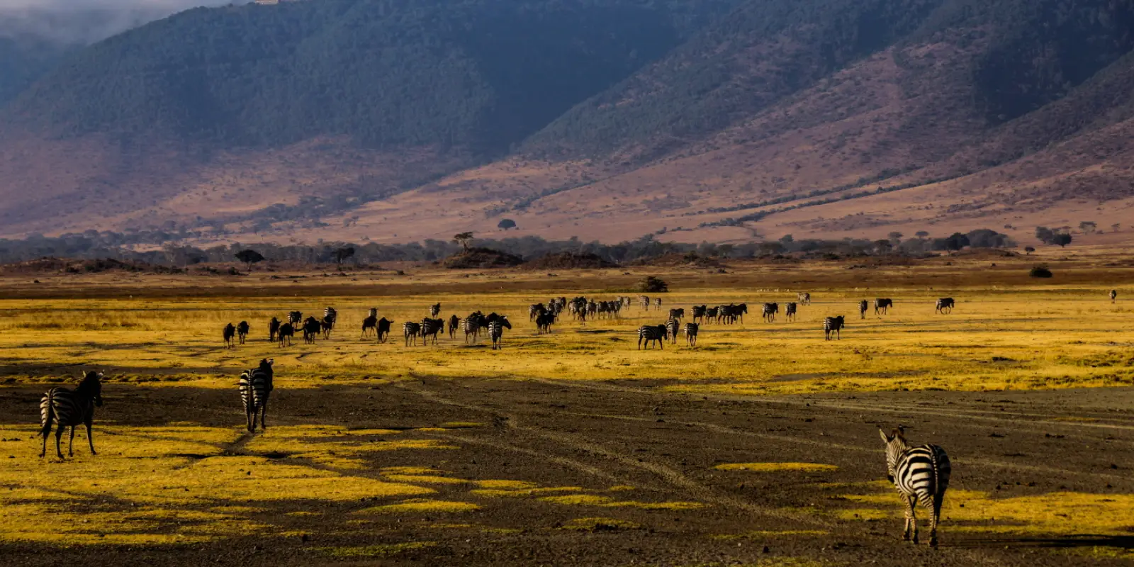 11 Nights / 12 Days Arusha, Lake Manyara National Park, Ngorongoro Conservation Area, Serengeti National Park & Zanzibar