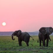 4-Day Fly in Serengeti & Ngorongoro Luxury Safari