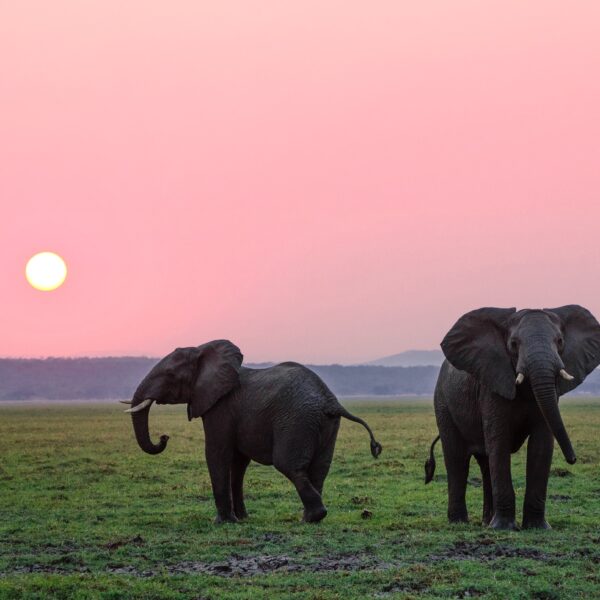 4-Day Fly in Serengeti & Ngorongoro Luxury Safari