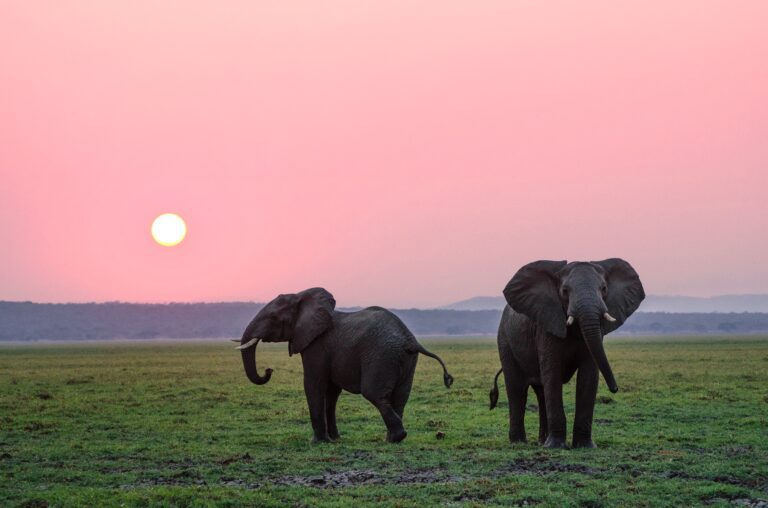 4-Day Fly in Serengeti & Ngorongoro Luxury Safari
