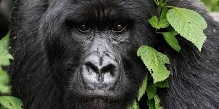 4 Days Rwanda Gorilla Trekking