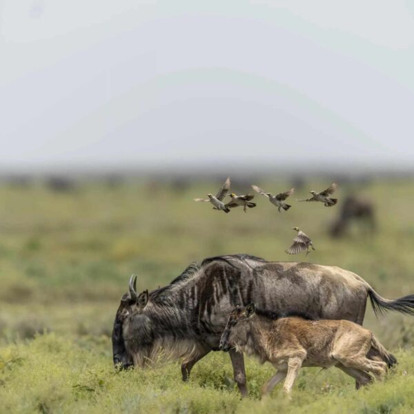 6 Nights / 7 Days Arusha, Tarangire National Park, Lake Manyara National Park, Serengeti National Park & Ngorongoro Conservation Area