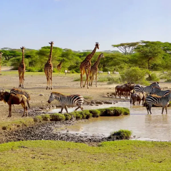 7 Nights / 8 Days Tarangire National Park, Lake Natron, Lake Manyara National Park, Serengeti National Park, Ngorongoro Conservation Area