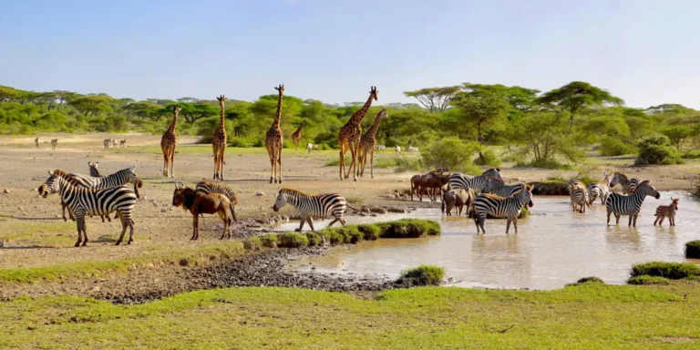 7 Nights / 8 Days Tarangire National Park, Lake Natron, Lake Manyara National Park, Serengeti National Park, Ngorongoro Conservation Area