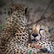 8-Day African Luxury Lodge Safari – Tanzania (WPS29)
