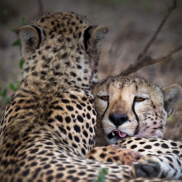 8-Day African Luxury Lodge Safari – Tanzania (WPS29)