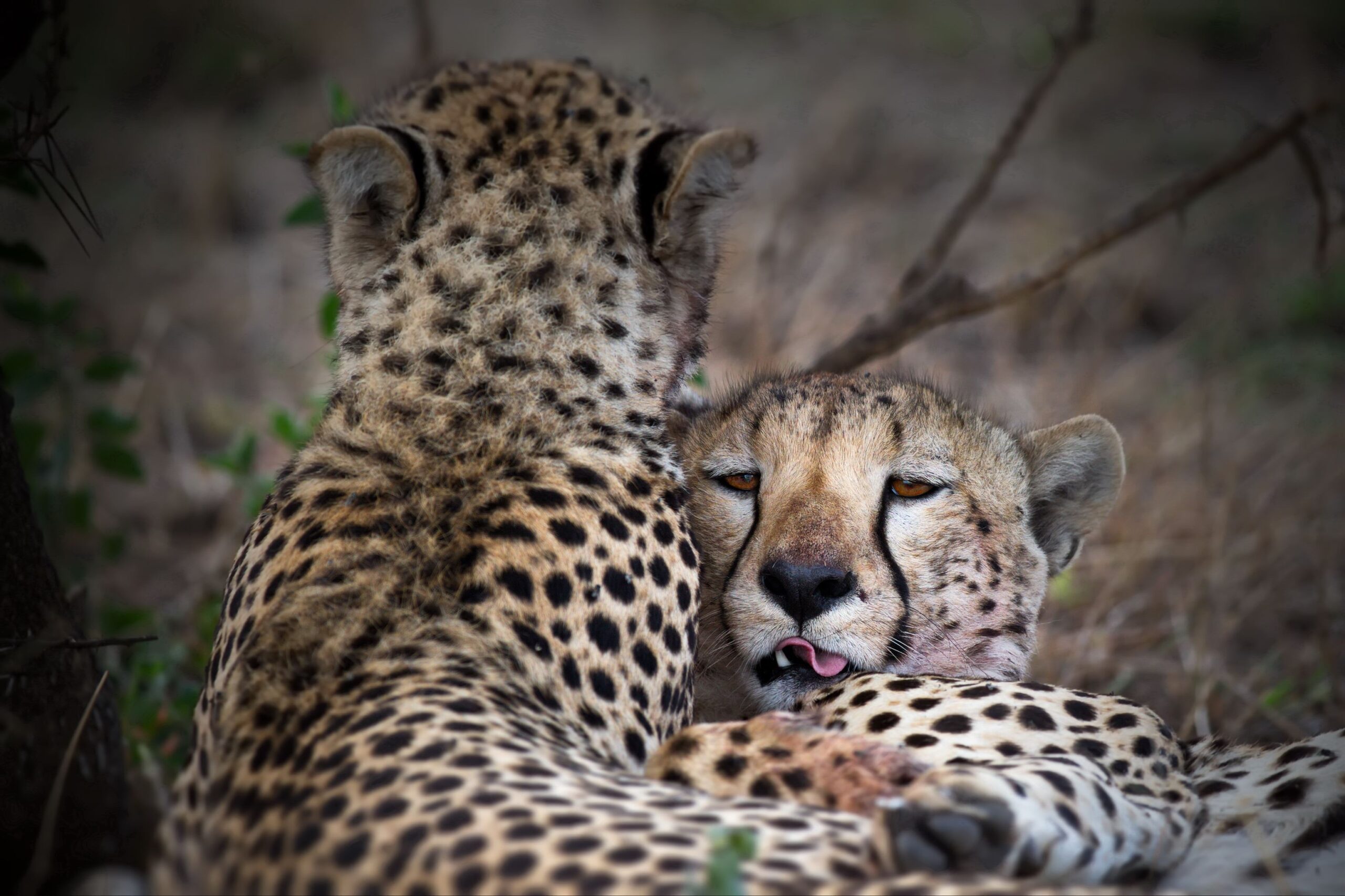 8-Day African Luxury Lodge Safari – Tanzania (WPS29)