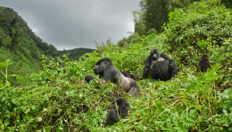 8 Days Rwanda Adventure Safaris