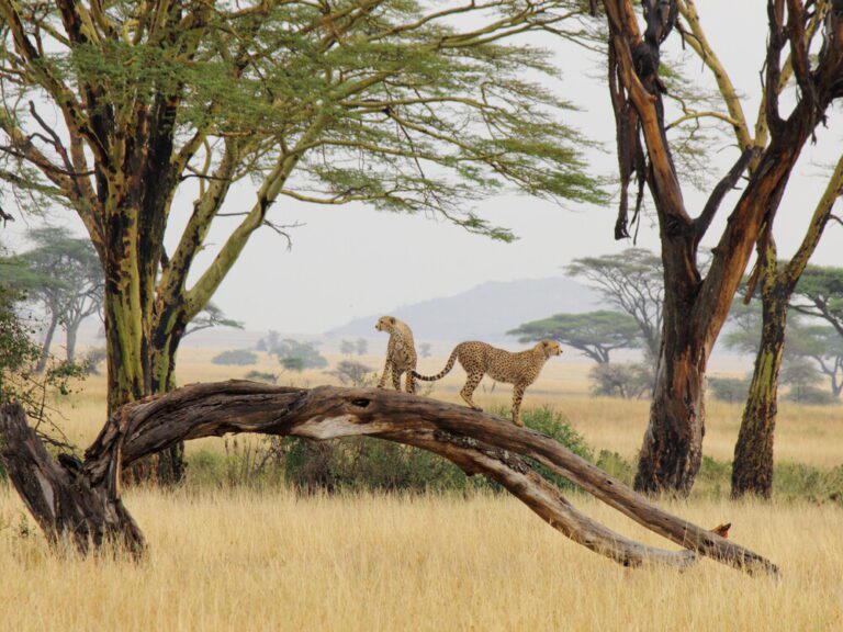 14-Day Tanzania Luxury Safari & Zanzibar (All Inclusive)