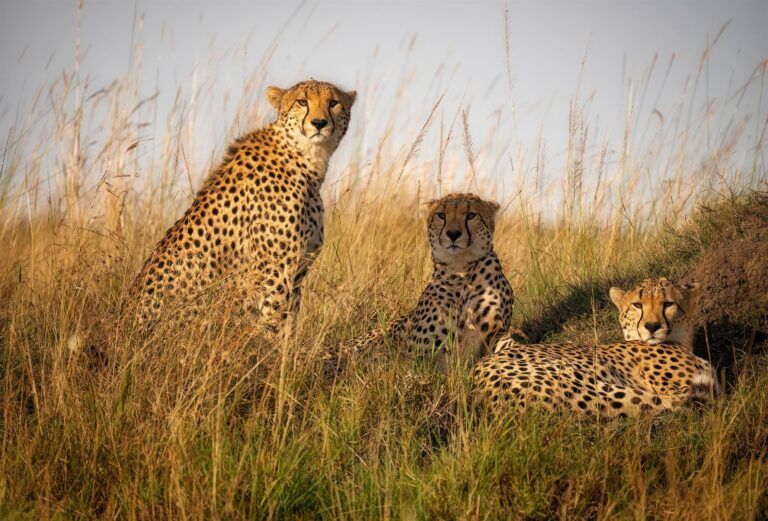 3-Day Tarangire/Ngorongoro/Manyara Safari from Zanzibar