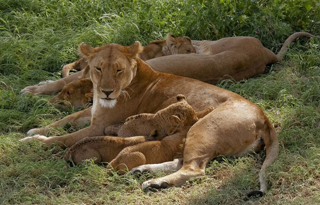 15410 Tanzania safari package hero image