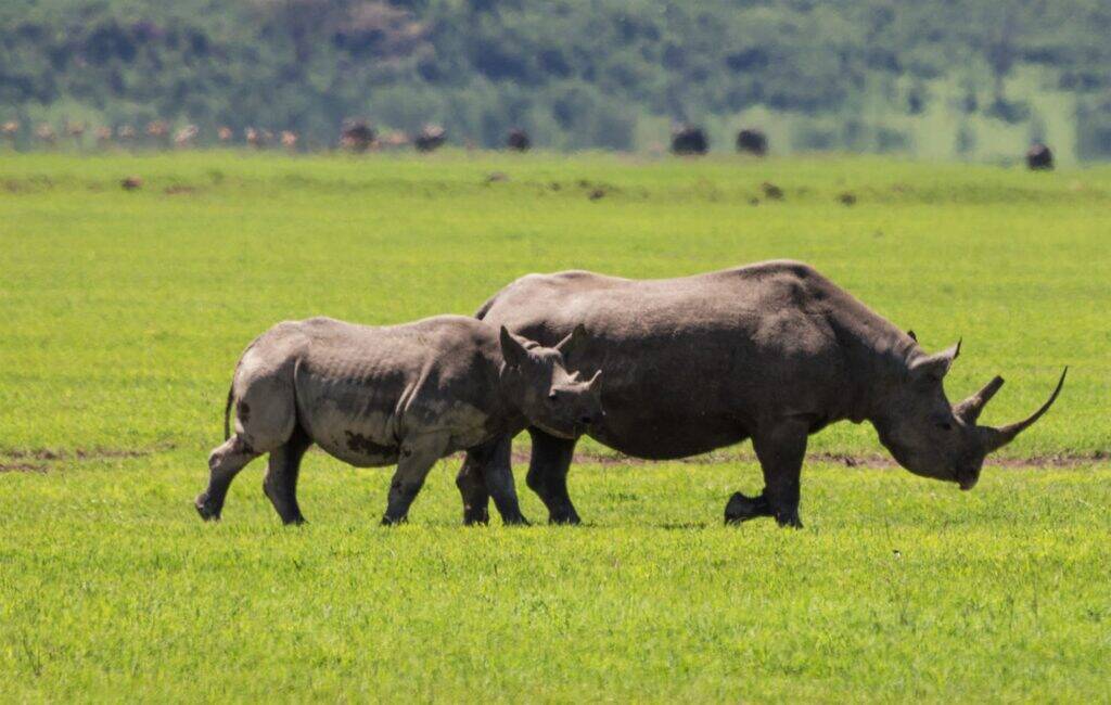 15404 Tanzania safari package hero image