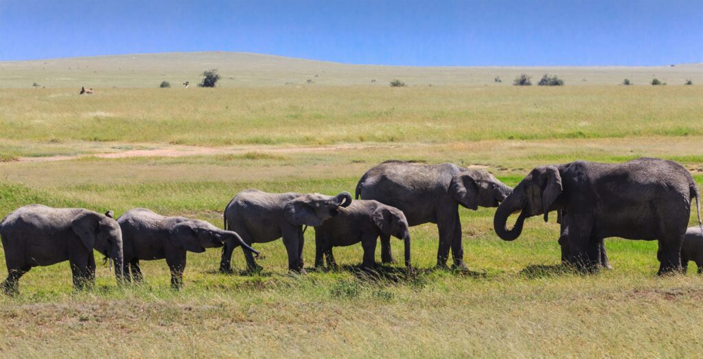 14821 Tanzania safari package hero image