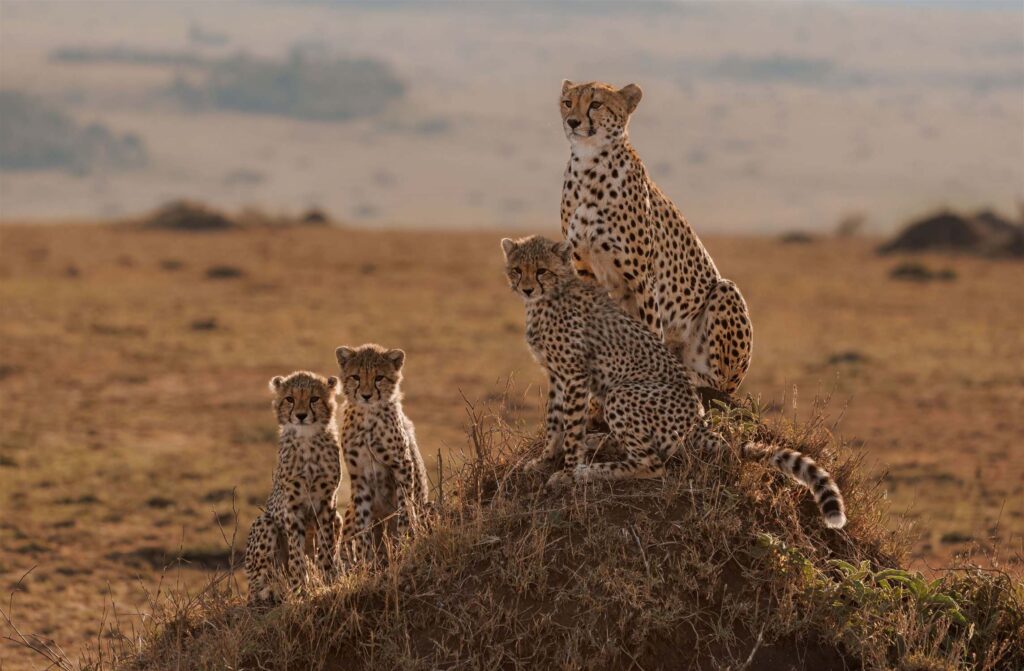 16374 Tanzania safari package hero image