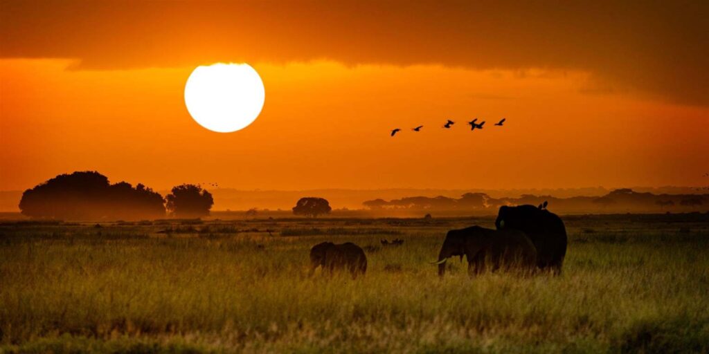 15406 Tanzania safari package hero image