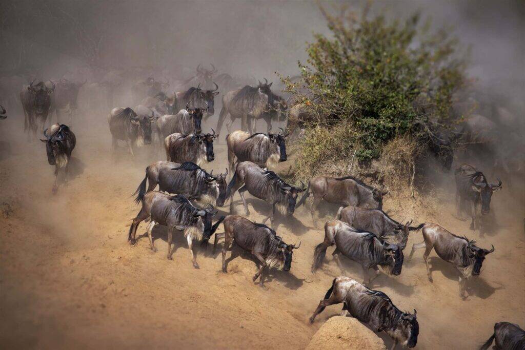 16377 Tanzania safari package hero image