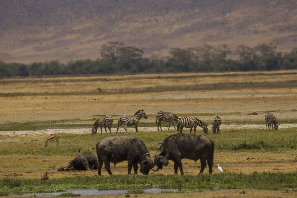 Buffalo and zebra on the Ngorongoro Crater floor
