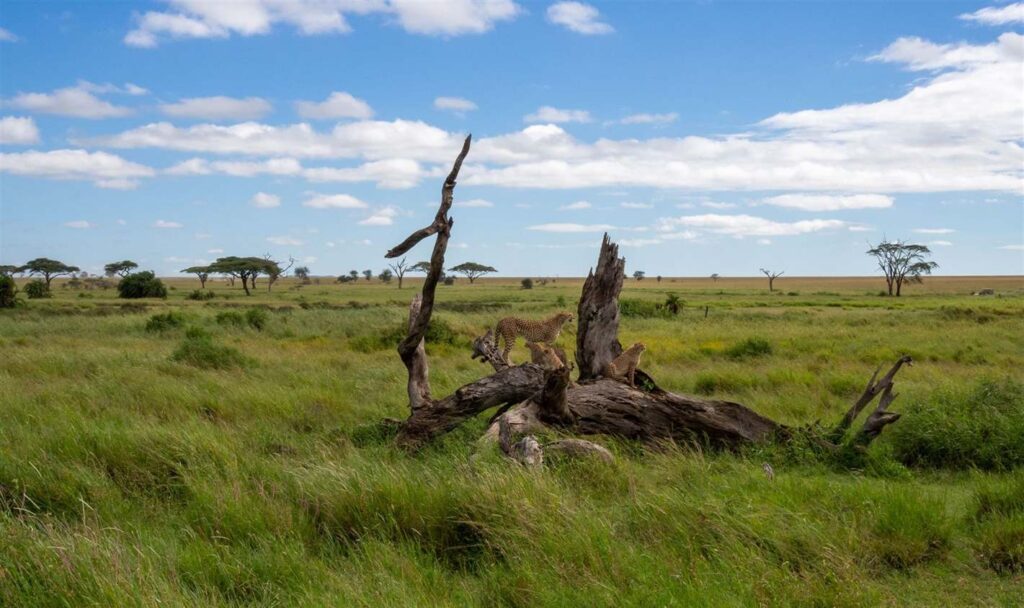 Cheetahs exploring a fallen tree in the Serengeti