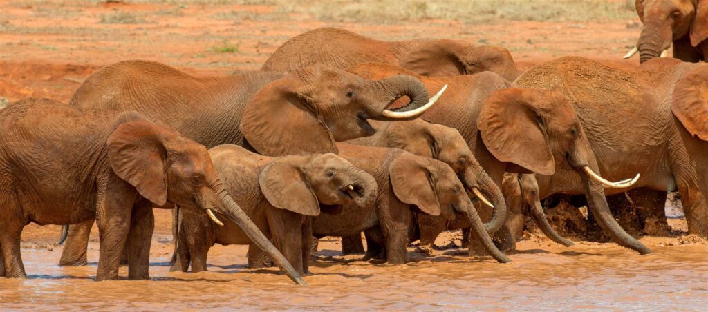 16383 Tanzania safari package hero image