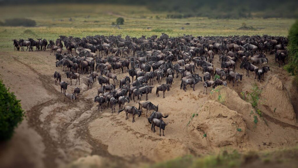 16331 Tanzania safari package hero image