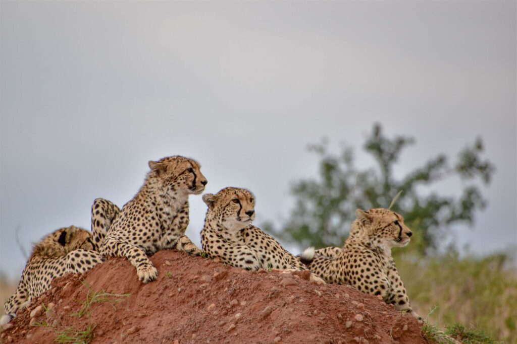 16325 Tanzania safari package hero image