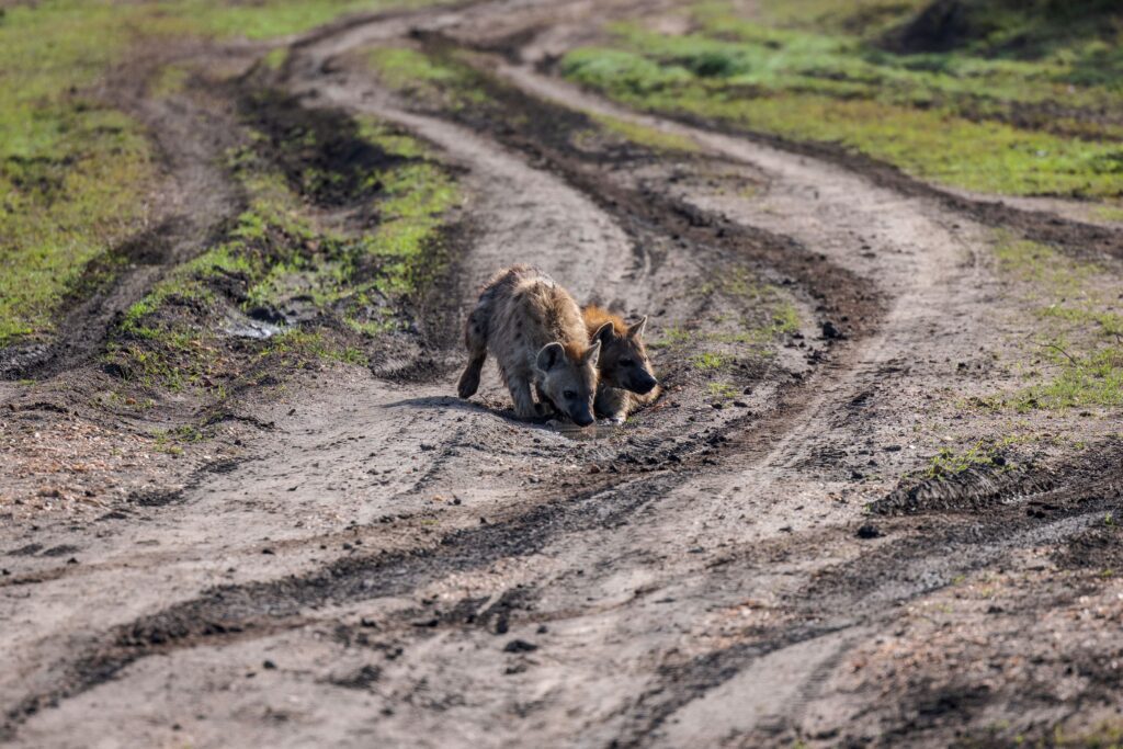 Spotted hyenas on a safari track in Ngorongoro