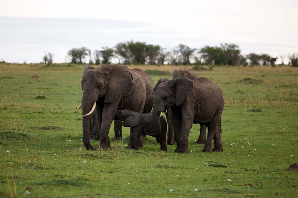 16386 Tanzania safari package hero image