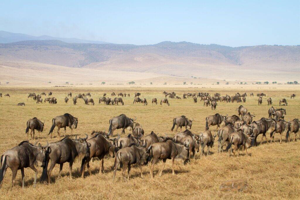 16380 Tanzania safari package hero image