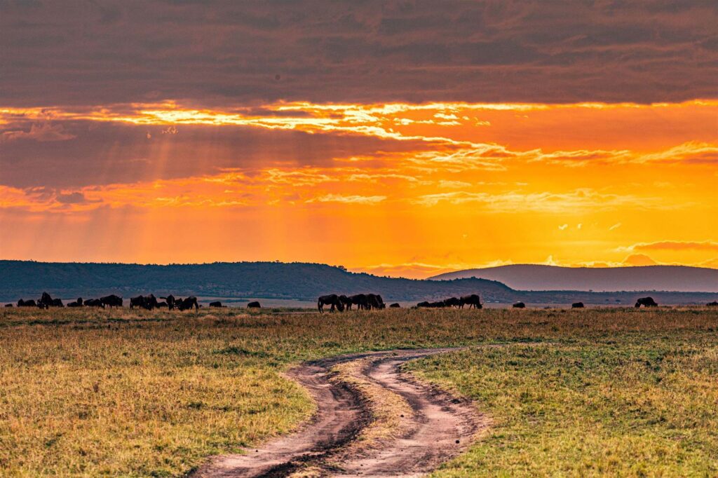 15408 Tanzania safari package hero image