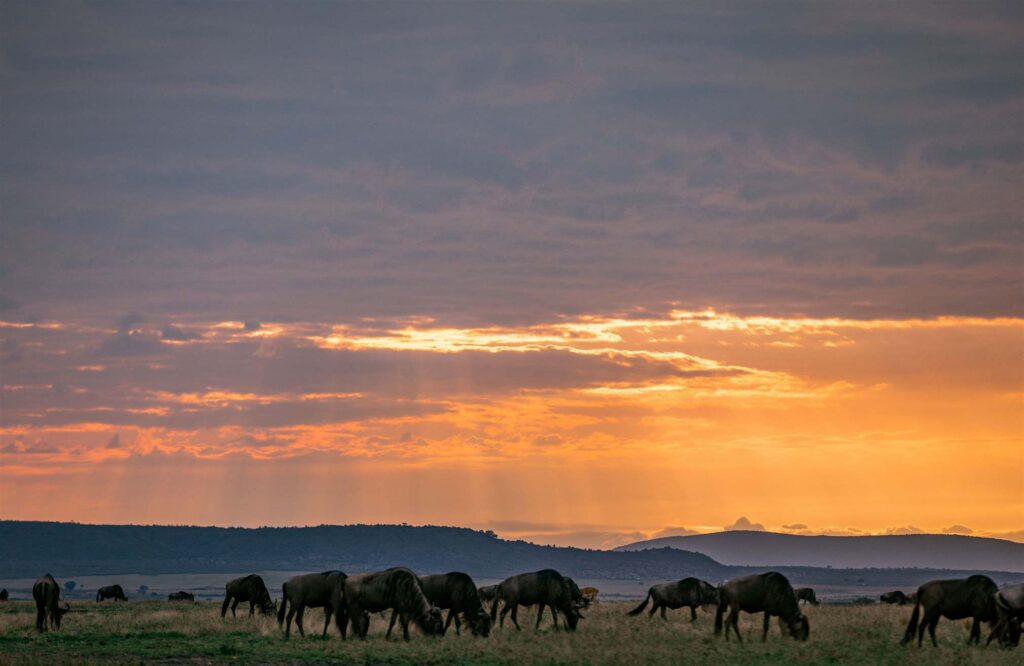 Wildlife grazing beneath a dramatic East African sunset