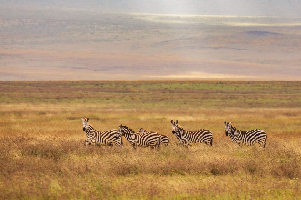 16322 Tanzania safari package hero image