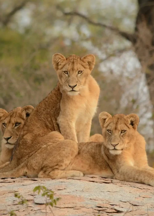 diego-morales-NWwv0ETyzxc-unsplash