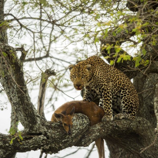 Tanzania Safari Tours